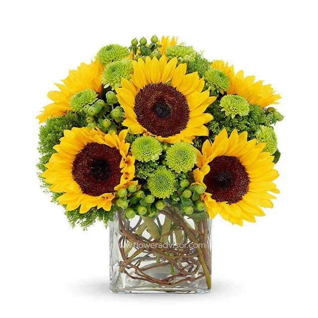 Sunflower Surprise
