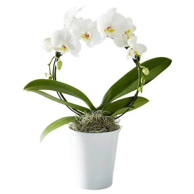 White Hoop Orchid